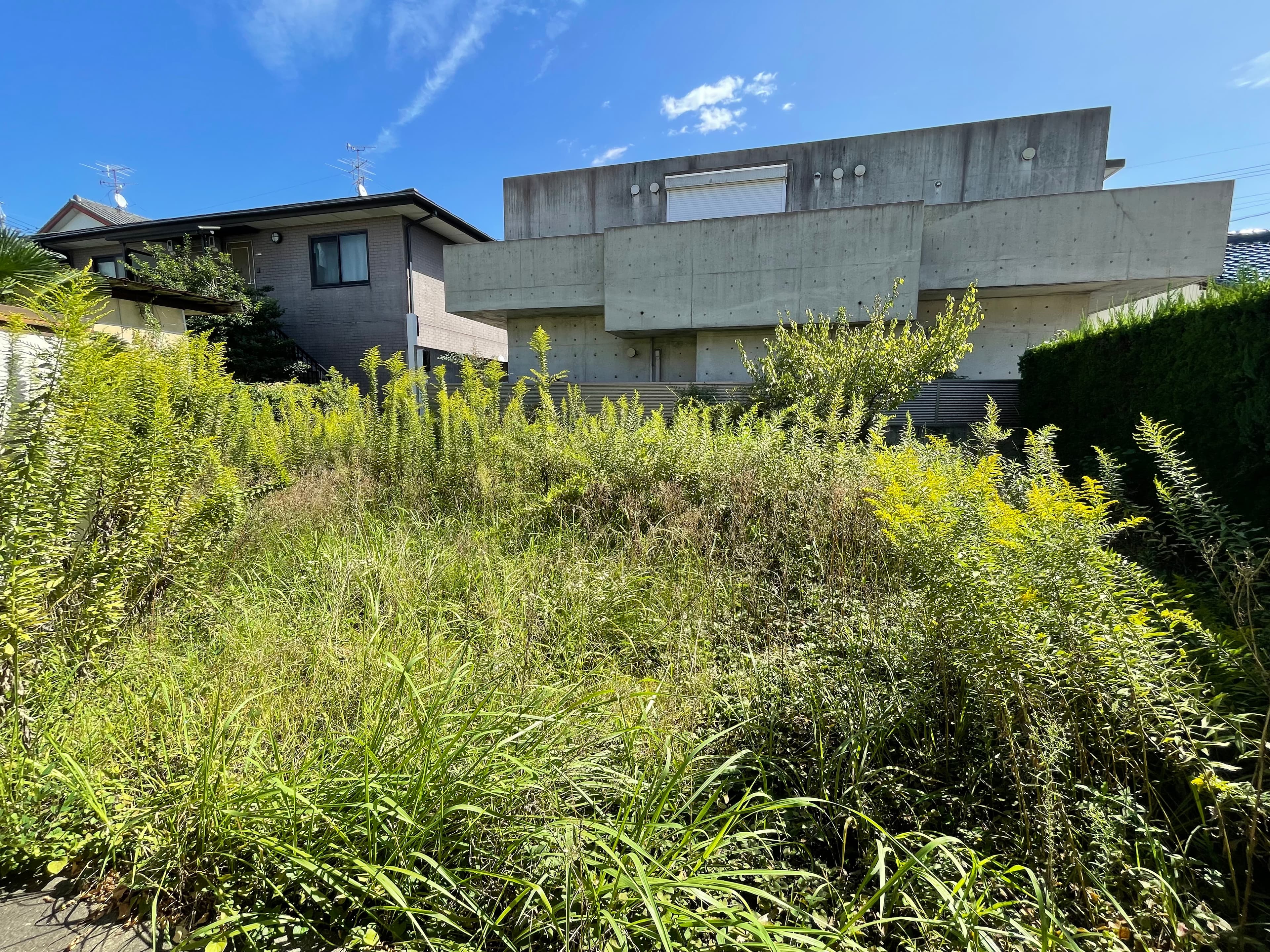 草刈り施工前